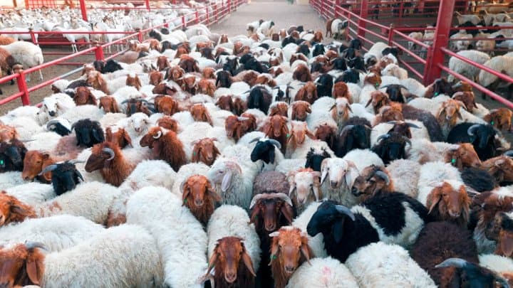 LuLu KSA Launches Convenient Udhiya Pre-Ordering with Free Slaughtering Services*